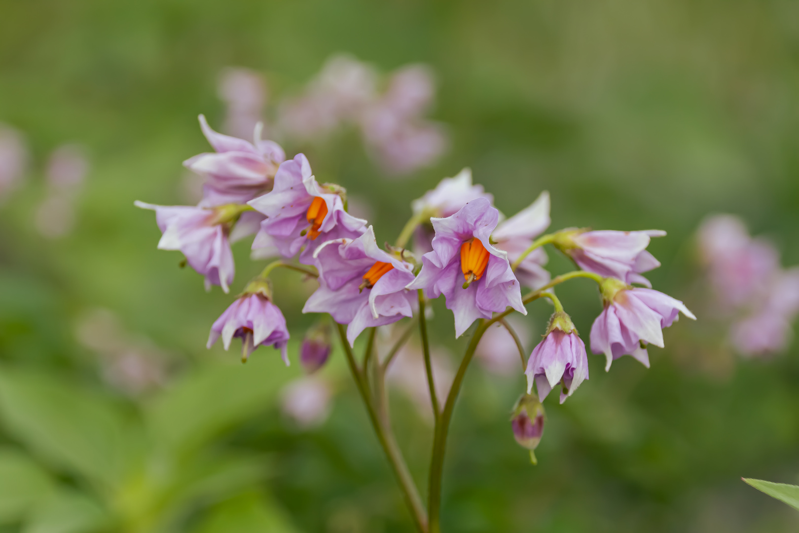 Blüten der Kartoffel (Solanum tuberosum)