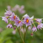 Blüten der Kartoffel (Solanum tuberosum)