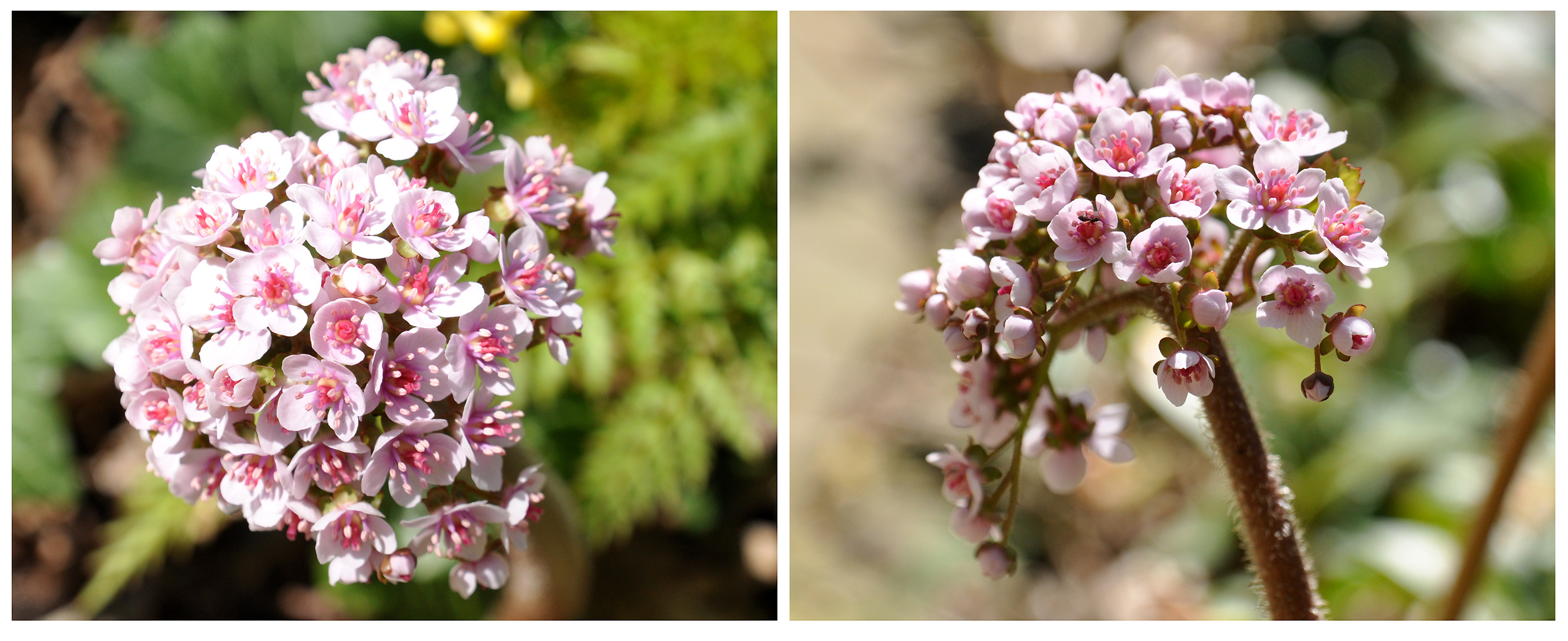 Blüten der Kennichnich Pflanze 