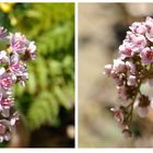 Blüten der Kennichnich Pflanze 