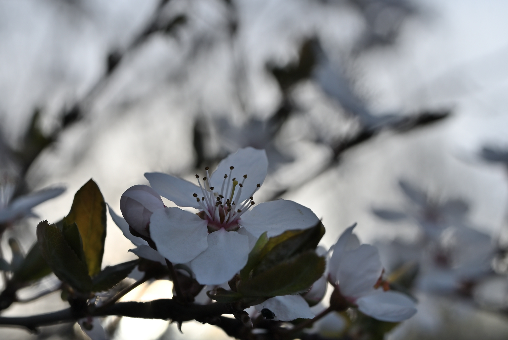 Blüten der Kirschpflaume