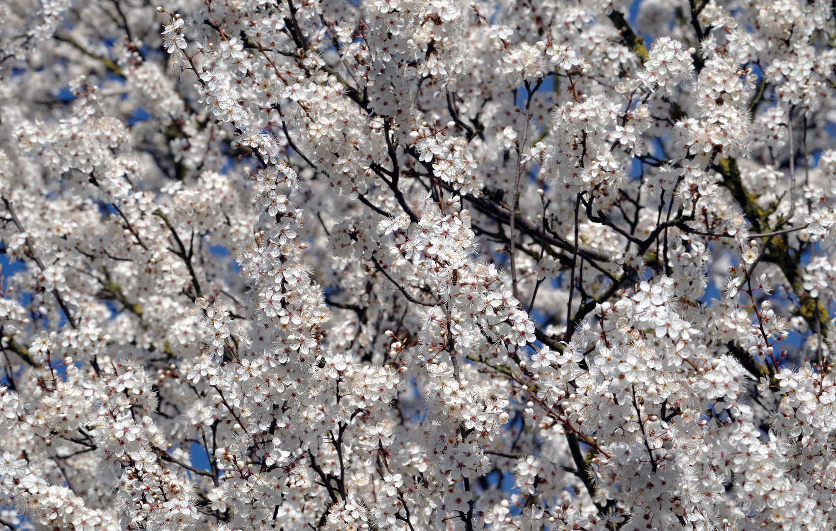 Blüten der Kirschpflaume, Prunus cerasifera