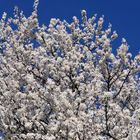 Blüten der Kirschpflaume, Prunus cerasifera, in der Soester Börde