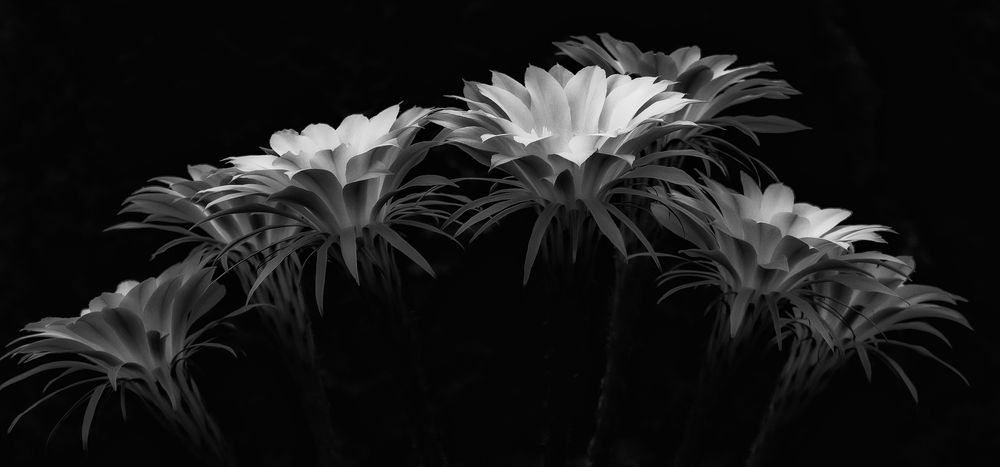 Blüten der Königin der Nacht (Kaktus) in schwarz/weiß