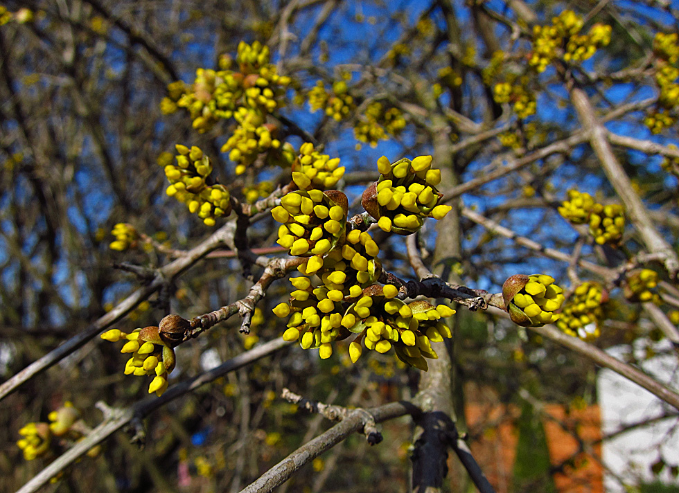 Blüten der Kornelkirsche 