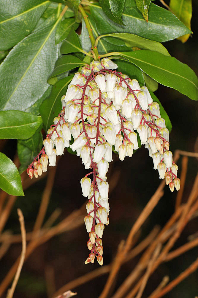 Blüten der Lavendelheide