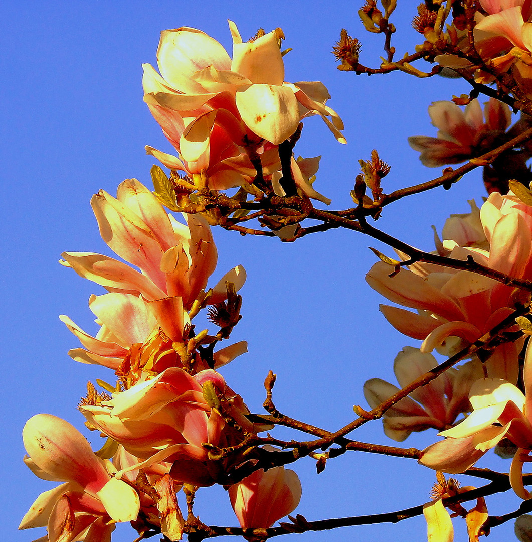 Blüten der Magnolie