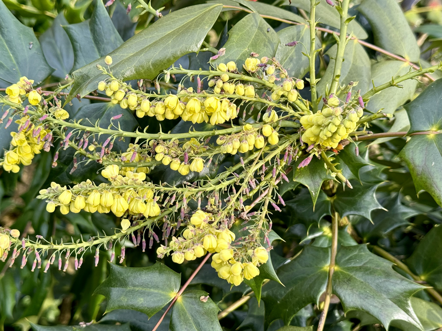 Blüten der Mahonia bealei