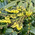 Blüten der Mahonia bealei