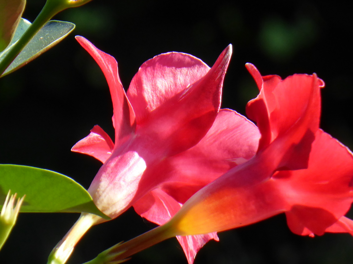 Blüten der Mandelvilla