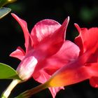 Blüten der Mandelvilla