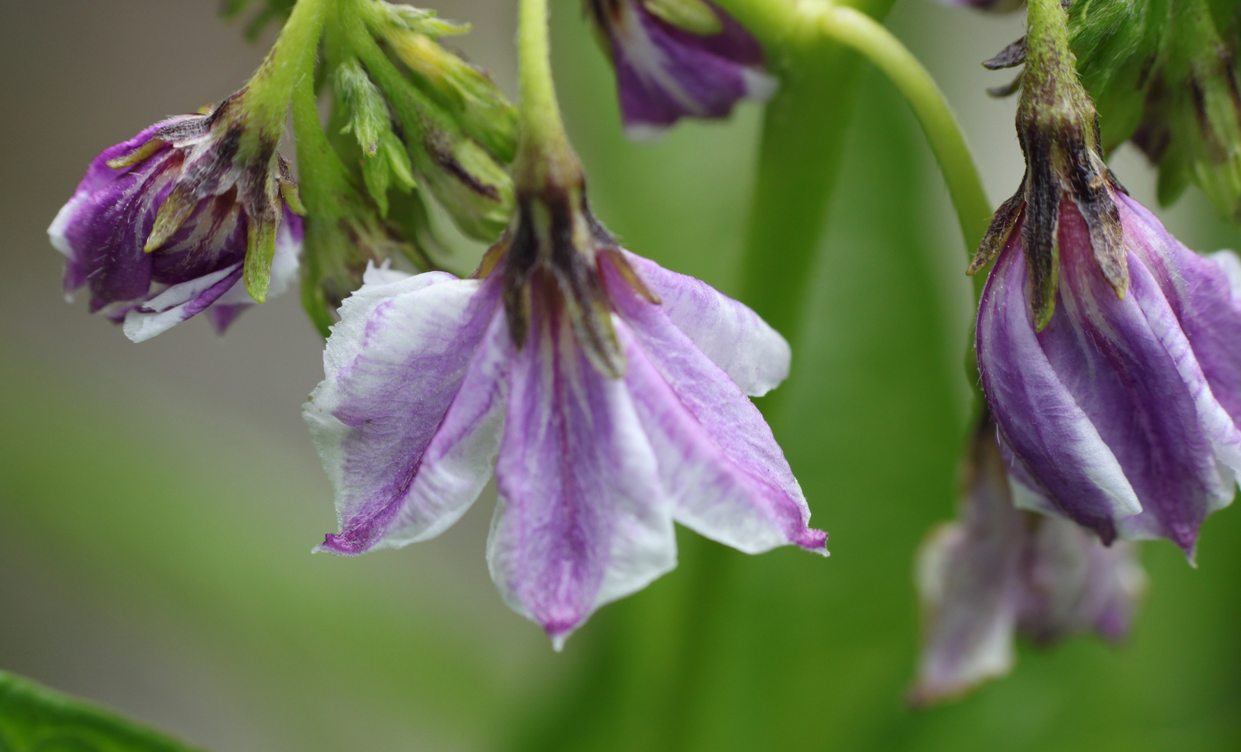 Blüten der Melonenbirne