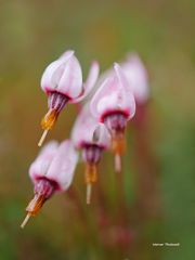 Blüten der Moosbeere