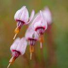 Blüten der Moosbeere