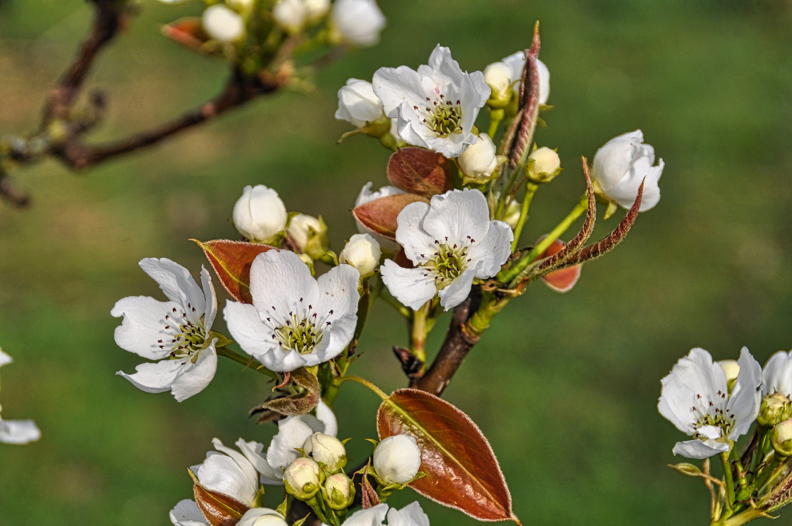 Blüten der Nashi-Birne