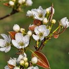 Blüten der Nashi-Birne