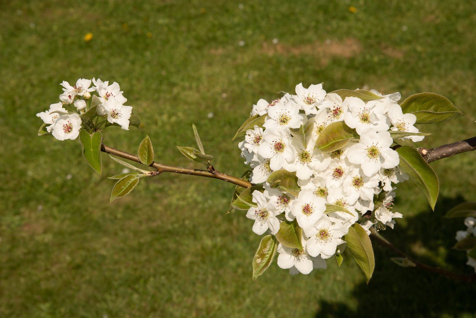 Blüten der Nashi-Birnen