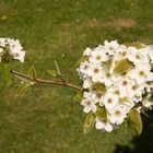 Blüten der Nashi-Birnen