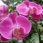 Blüten der Orchidee ...