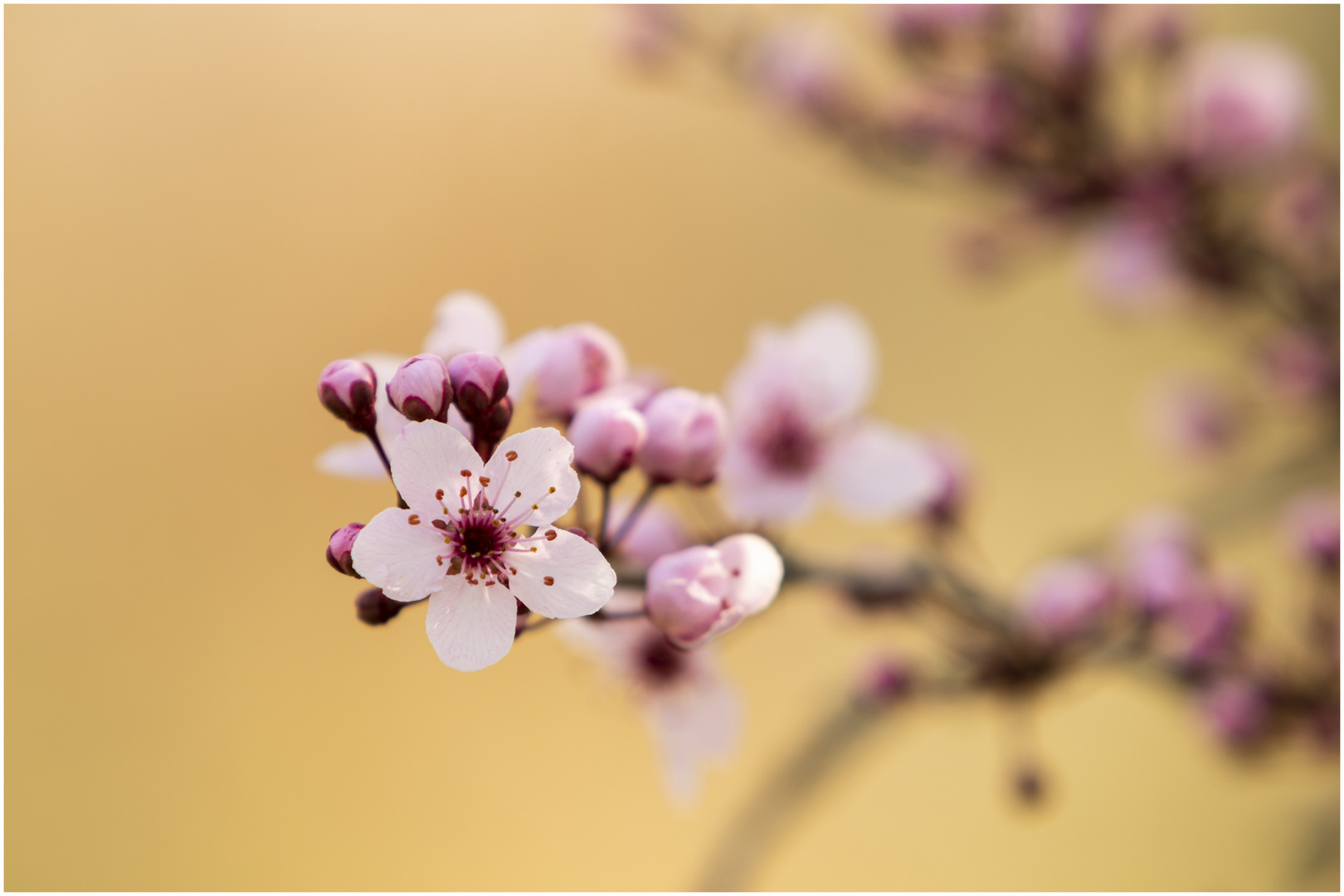 Blüten der Prunus Cerasivera (Blut _ Pflaume)