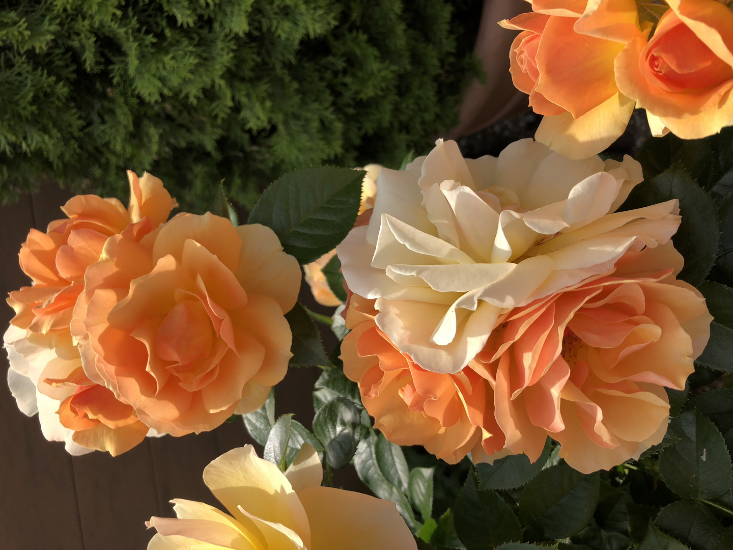 Blüten der Rose "Hansestadt Rostock"