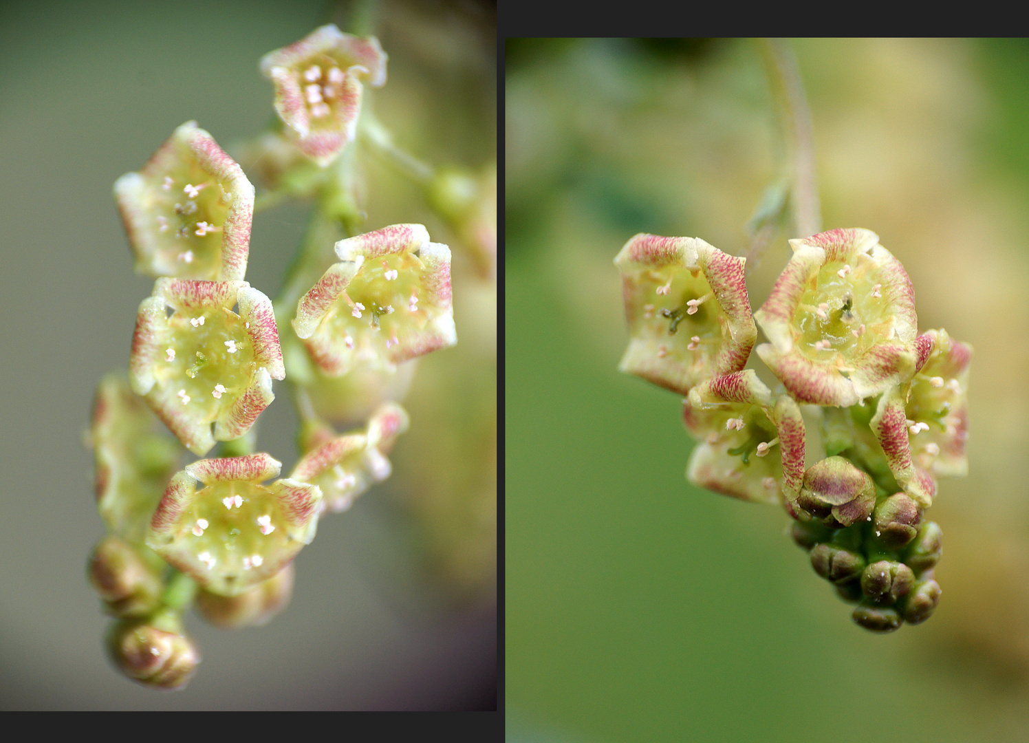 Blüten der Roten Johannisbeere