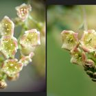 Blüten der Roten Johannisbeere