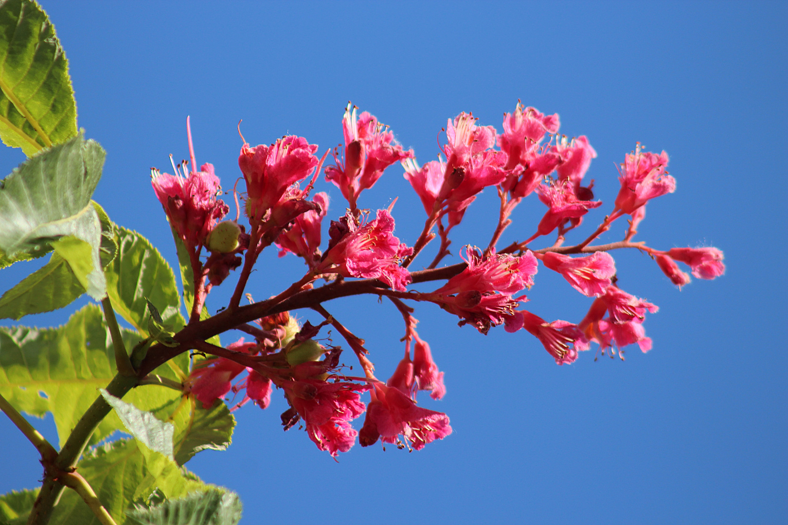 Blüten der roten Kastanie Foto & Bild pflanzen, pilze & flechten, bäume, laubbäume Bilder auf Blüten der roten Kastanie Foto & Bild pflanzen, pilze & flechten, bäume, laubbäume Bilder auf