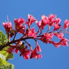 Blüten der roten Kastanie