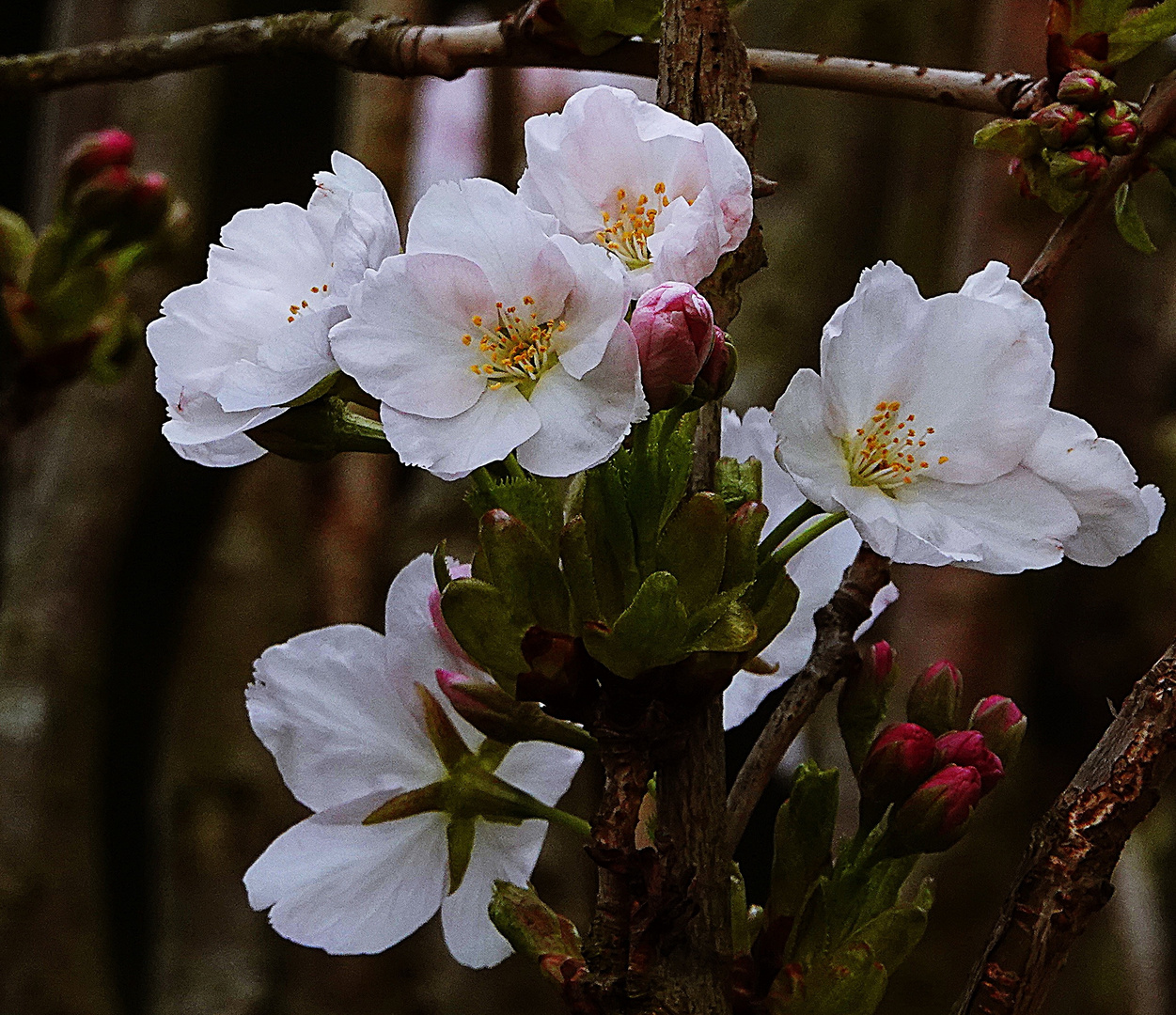 Blüten der Säulenkirsche