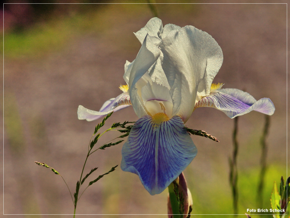 Blüten der Saison - die weiße Iris
