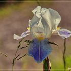 Blüten der Saison - die weiße Iris