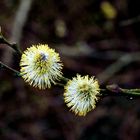 Blüten der Salweide