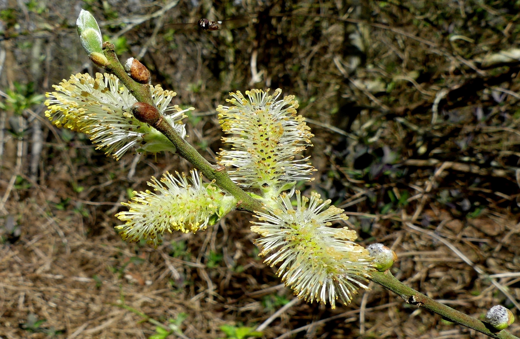 Blüten der Salweide