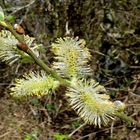 Blüten der Salweide