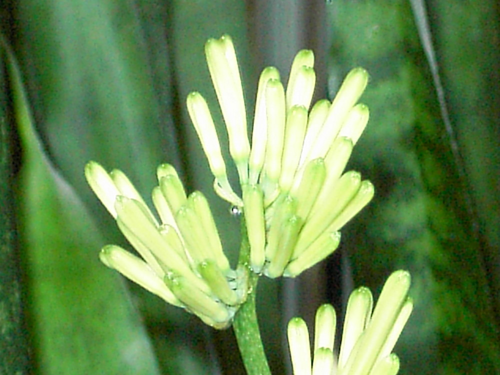 Blüten der Sansevieria (Bogenhanf)