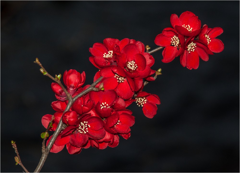 Blüten der Scheinquitte