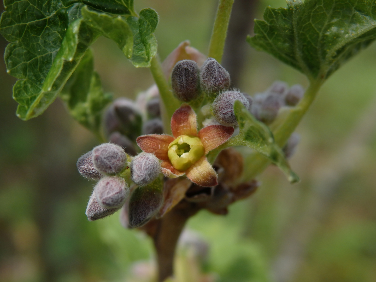 Blüten der Schwarzen Johannisbeere (Ribes nigrum)