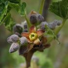 Blüten der Schwarzen Johannisbeere (Ribes nigrum)