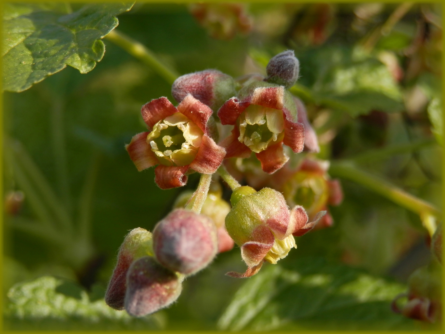 Blüten der Schwarzen Johannisbeere (Ribes nigrum) Foto & Bild bäume