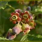 Blüten der Schwarzen Johannisbeere (Ribes nigrum)