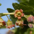 Blüten der Schwarzen Johannisbeere (Ribes nigrum)