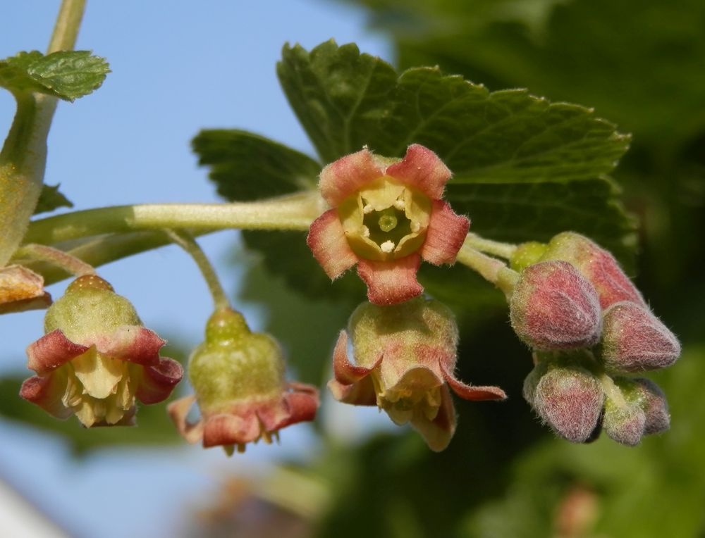 Blüten der Schwarzen Johannisbeere (Ribes nigrum)