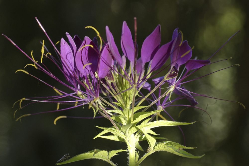 Blüten der Spinnenpflanze...