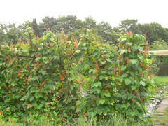 Blüten der Stangenbohnen