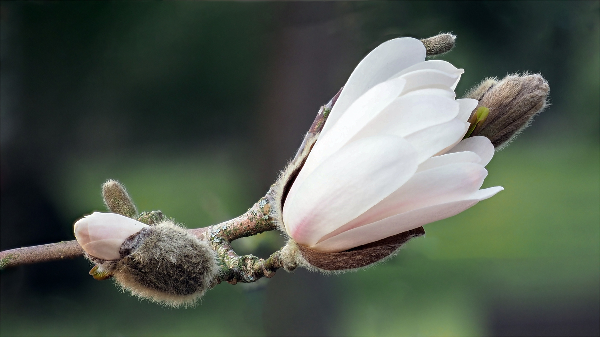 Blüten der Sternmagnolie  .....