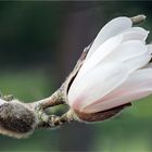 Blüten der Sternmagnolie  .....