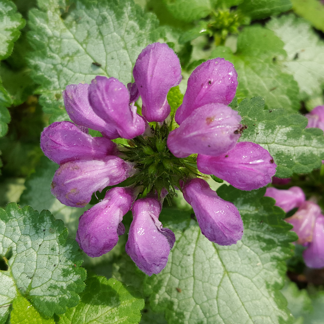 Blüten der Taubnessel 