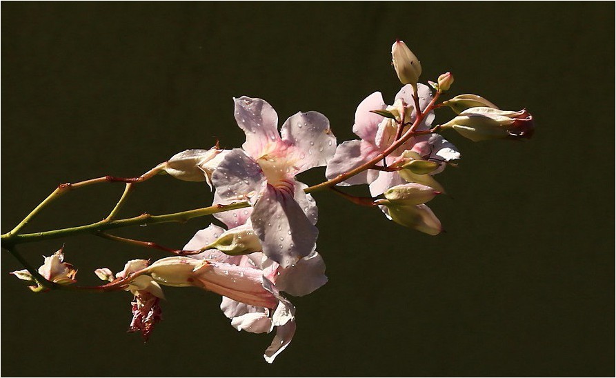 Blüten der Trompetenranke