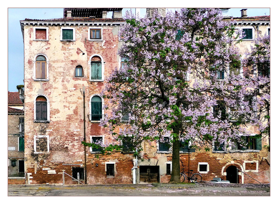 Blüten der Vergänglichkeit